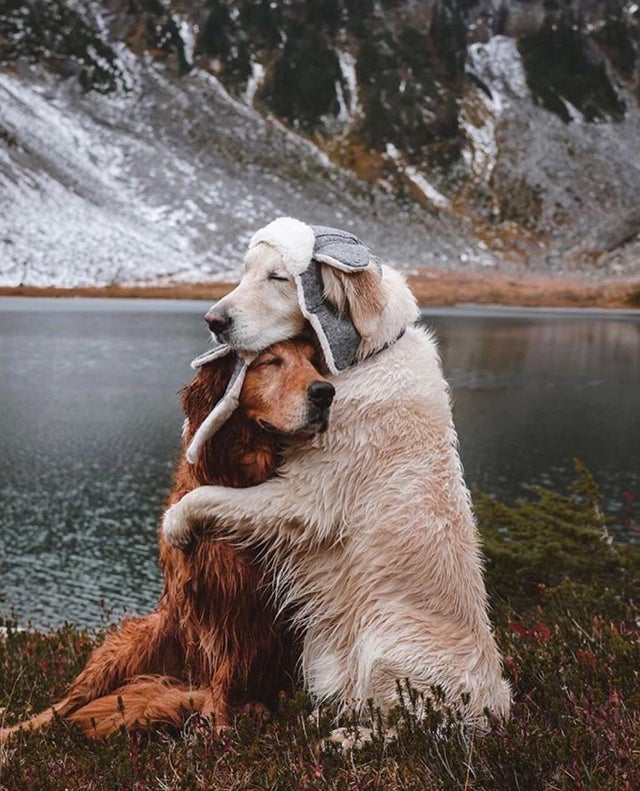15 очаровательных фотопримеров дружбы животных, которые обязательно заставят улыбнуться