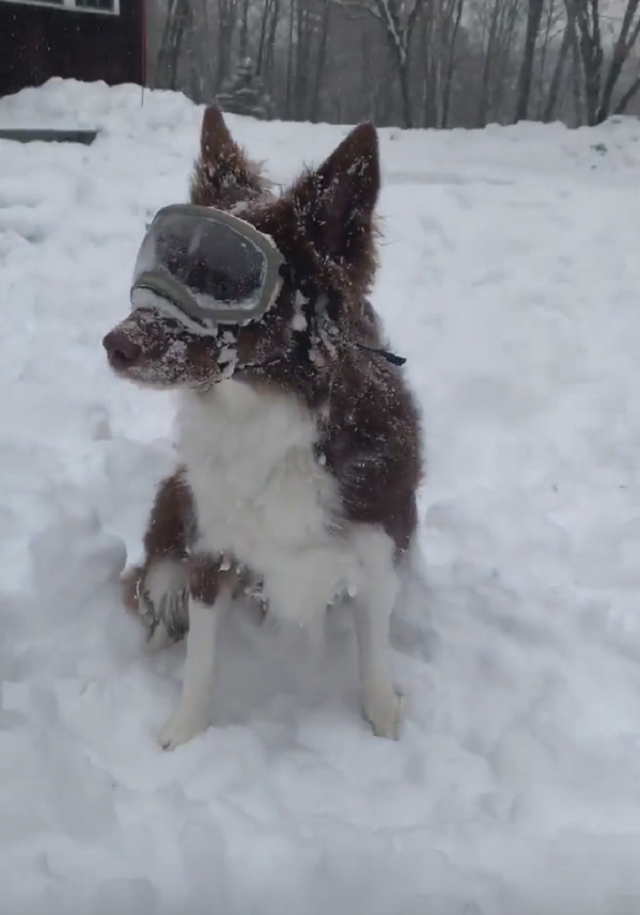 Хозяйка придумала забавный способ защитить глаза собаки от снега