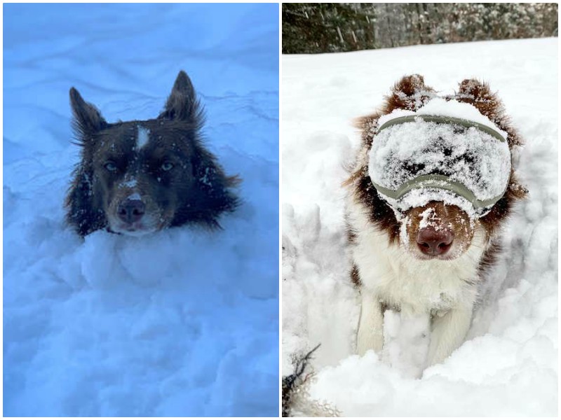 Хозяйка придумала забавный способ защитить глаза собаки от снега