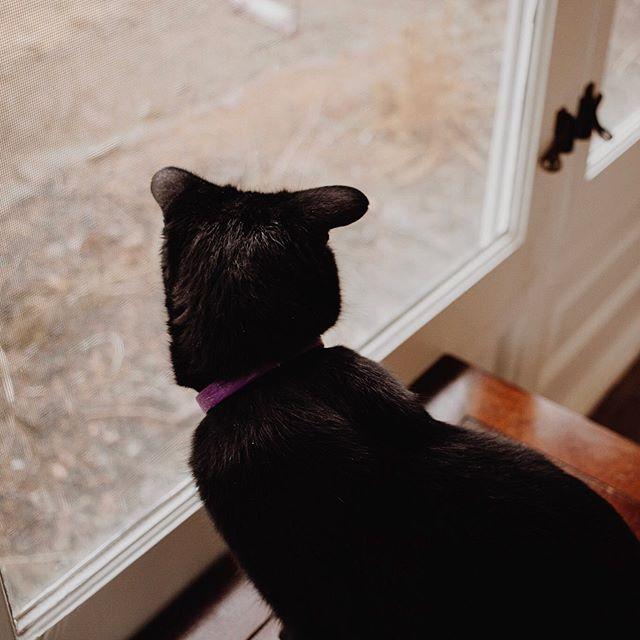 Черный котик очаровал соцсети милой особенностью