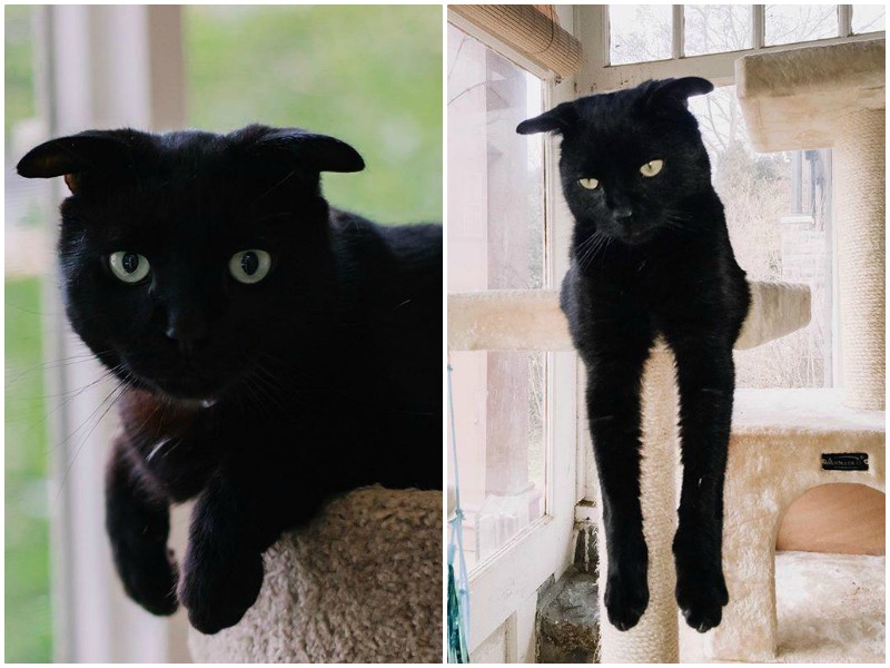 Черный котик очаровал соцсети милой особенностью