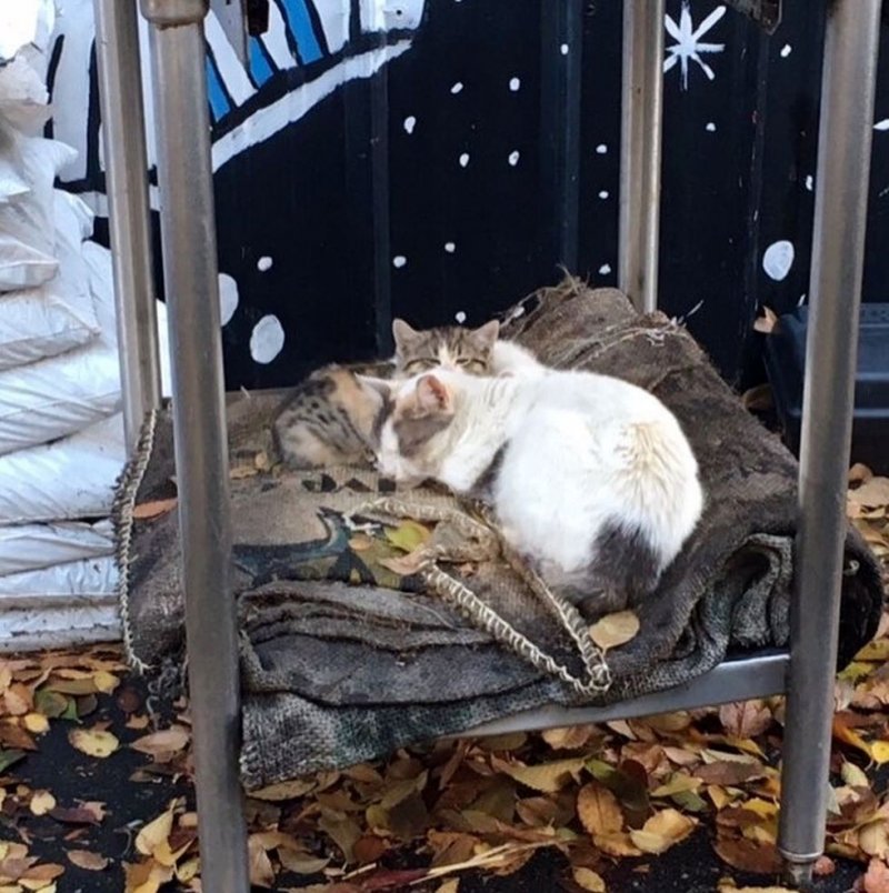 Школьница заметила во дворе кошку, которая отчаянно прятала котят от холода