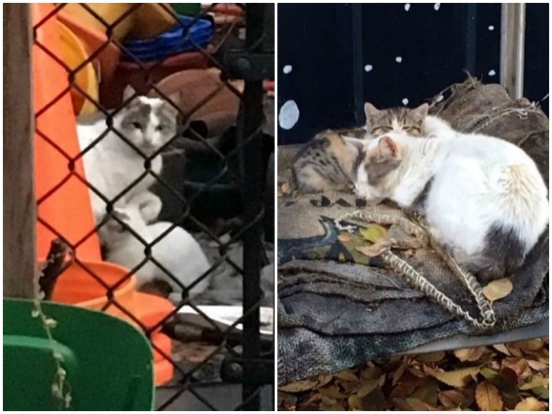 Школьница заметила во дворе кошку, которая отчаянно прятала котят от холода