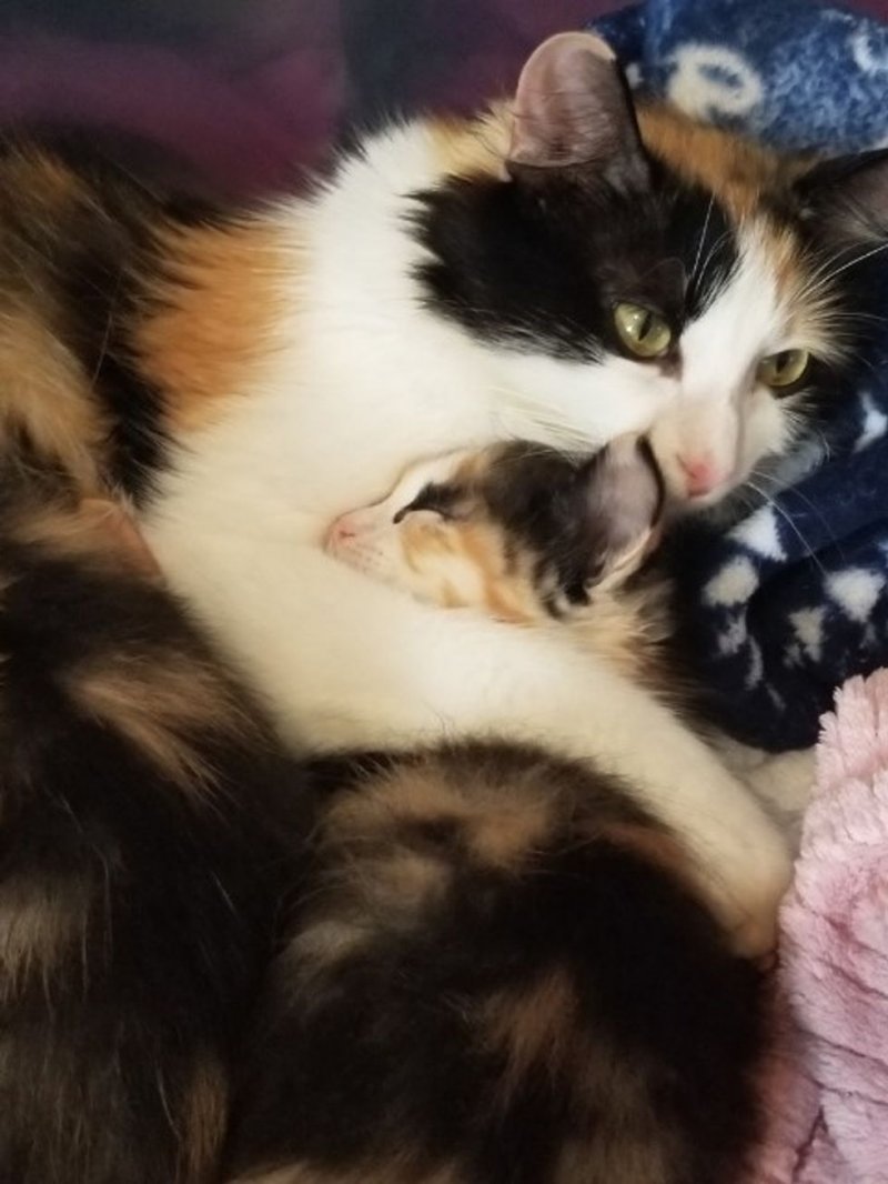 Бродячая кошка доверилась женщине, и принесла ей новорожденных малышей