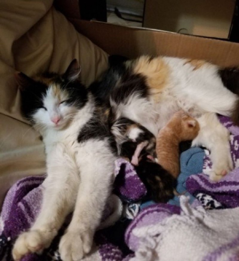 Бродячая кошка доверилась женщине, и принесла ей новорожденных малышей