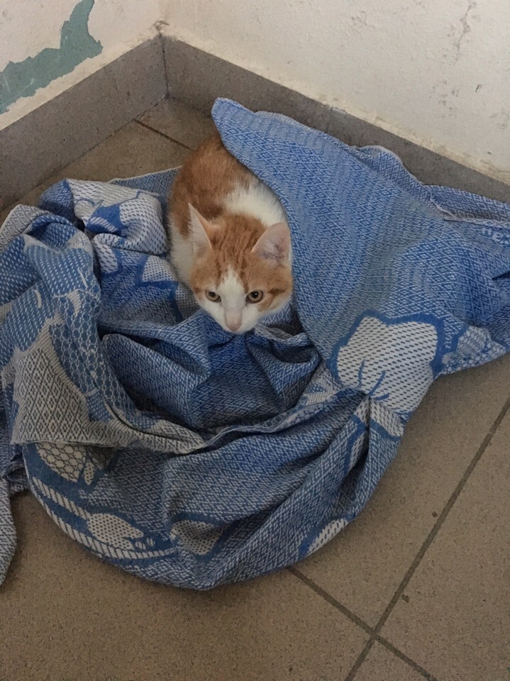 Раненый кот лежал на холодном кафеле подъезда