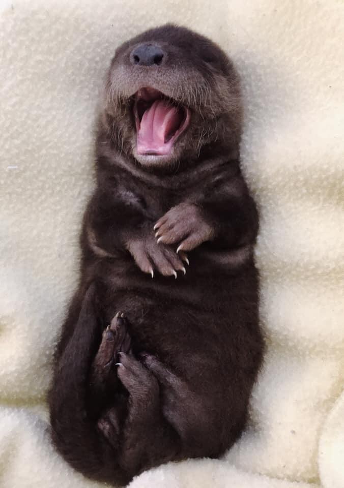 20 забавных фото животных, после которых точно захочется сладко зевнуть