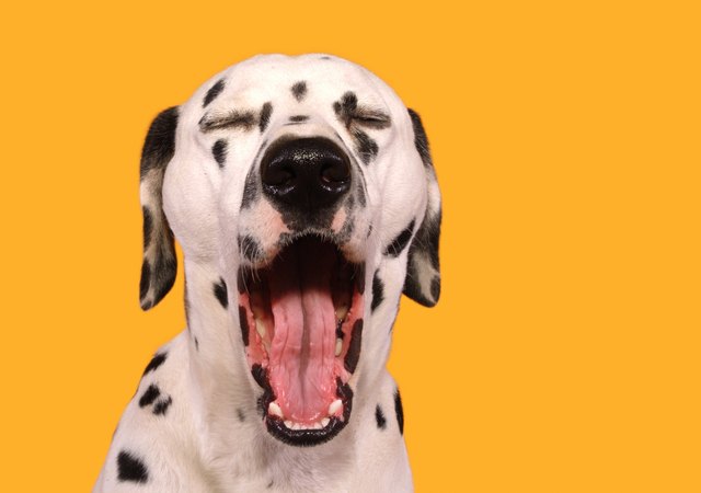 Собачья зевота "заразительна", как и у людей?