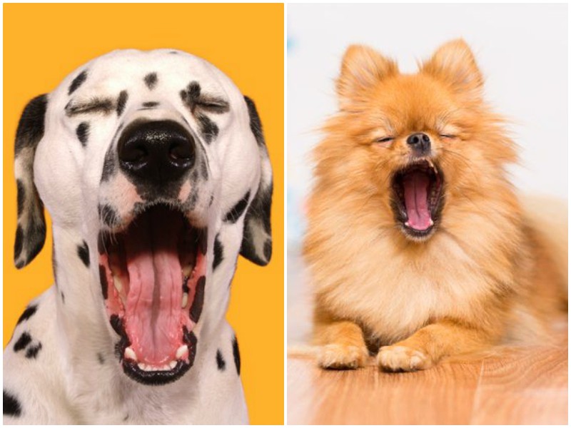 Почему ваша собака зевает?