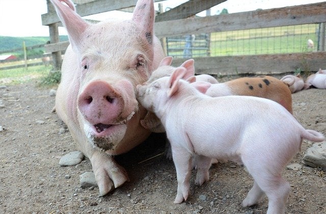 20 трогательных и смешных фото, которые доказывают, что животные - хорошие родители