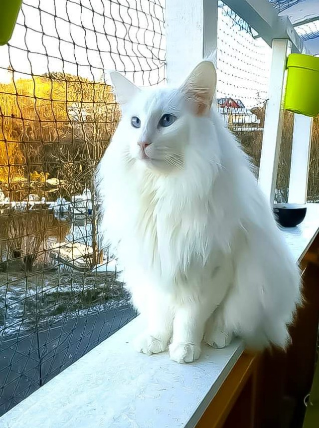 12. Великолепная норвежская лесная кошка - к холодам готова!