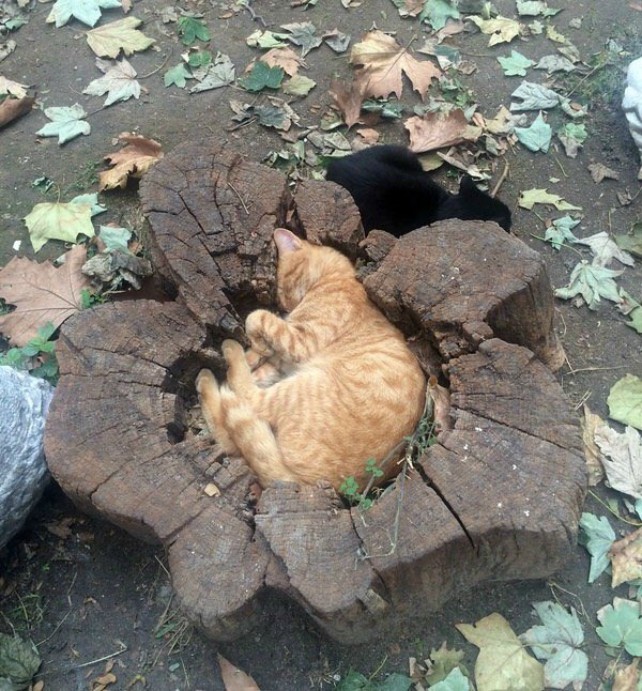 11. Кошки найдут место для сна где угодно