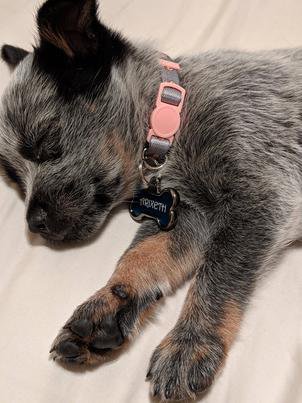15 милейших фото щеночков, которые растопят даже самые холодные сердца
