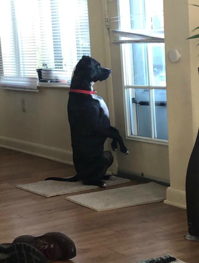 16. "Вот как мой пес наблюдает за соседями"