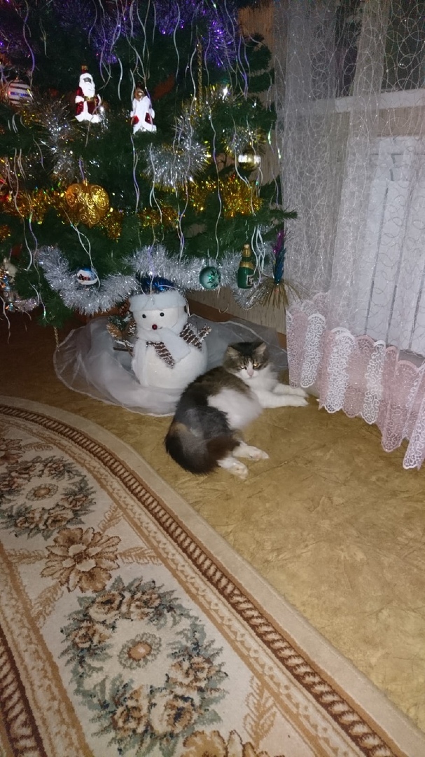 Для пожилой кошки с переломами лапок случилось  настоящее рождественское чудо