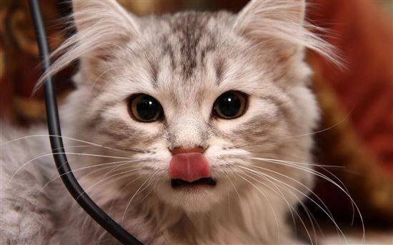 18 кошек, которые обожают кривляться 