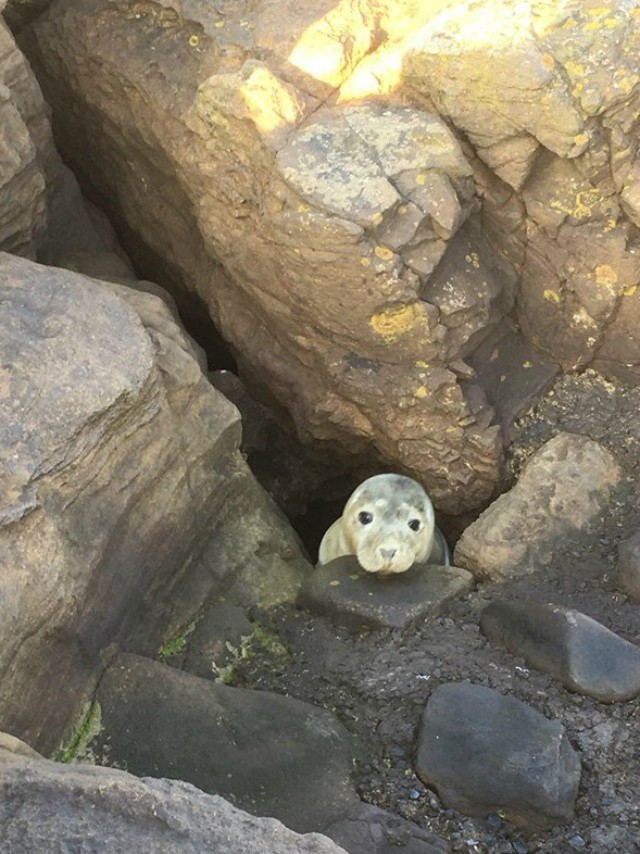 Застрявший в камнях тюлененок смотрел наверх умоляющим взглядом 