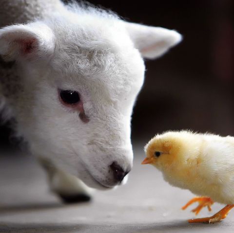 15 умилительных фотопримеров самой искренней дружбы животных
