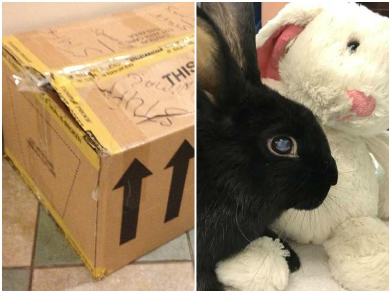 В брошенной коробке дрожал от холода пожилой кролик