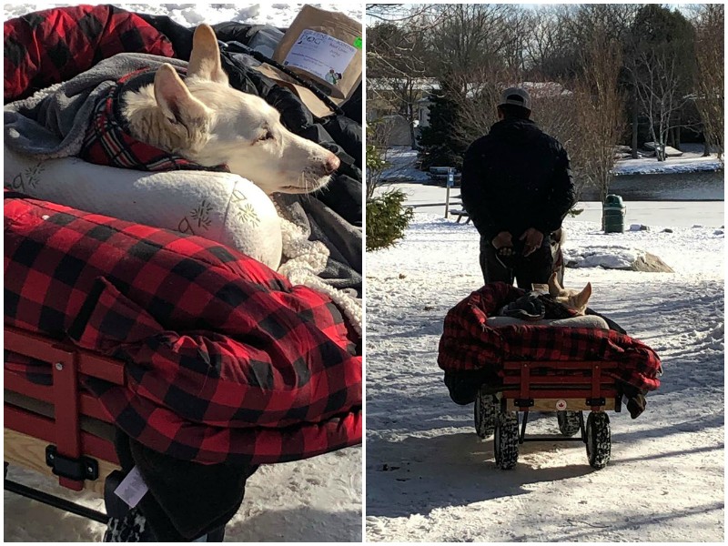 Мужчина смастерил парализованной собаке тележку для прогулок
