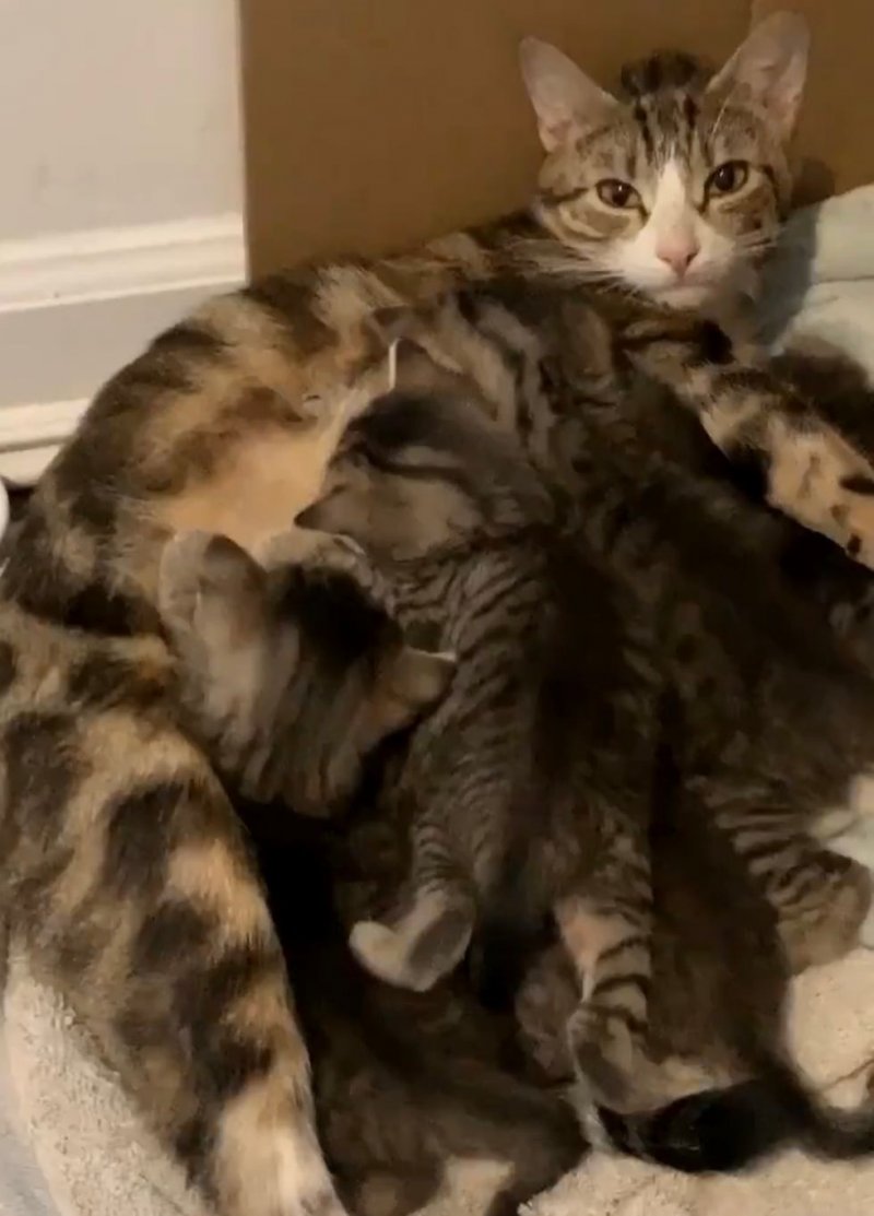Отчаянная мать-кошка не знала, как согреть своих крохотных малышей в холода