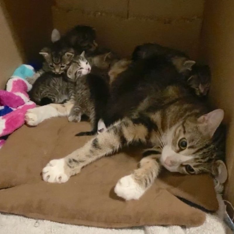 Отчаянная мать-кошка не знала, как согреть своих крохотных малышей в холода