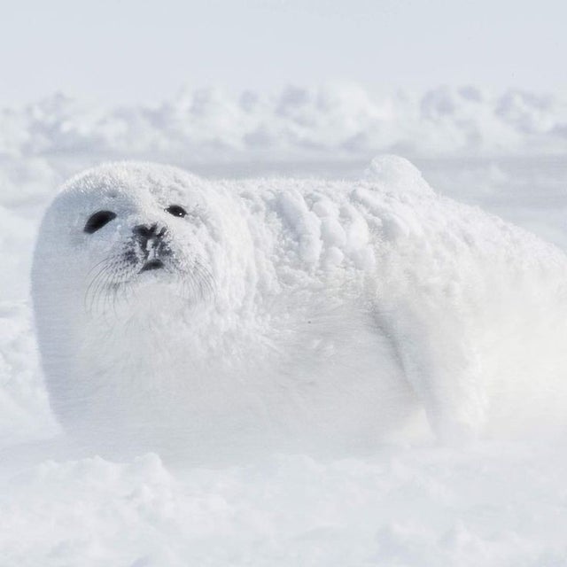 15 очаровательных фото тюленей, после которых вы влюбитесь в них навсегда