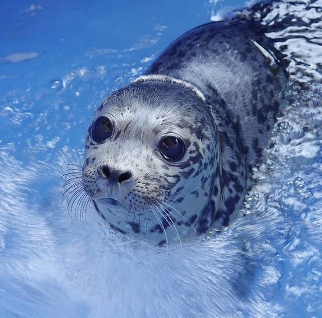 15 очаровательных фото тюленей, после которых вы влюбитесь в них навсегда