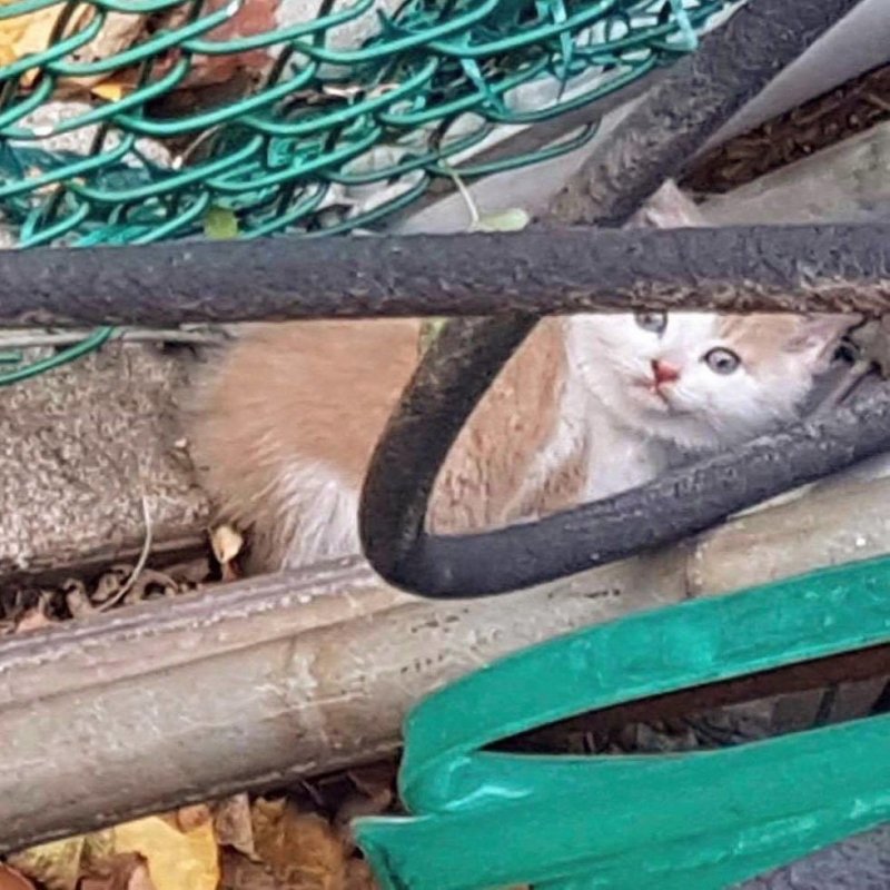 Потрепанный котенок пугливо прятался за забором