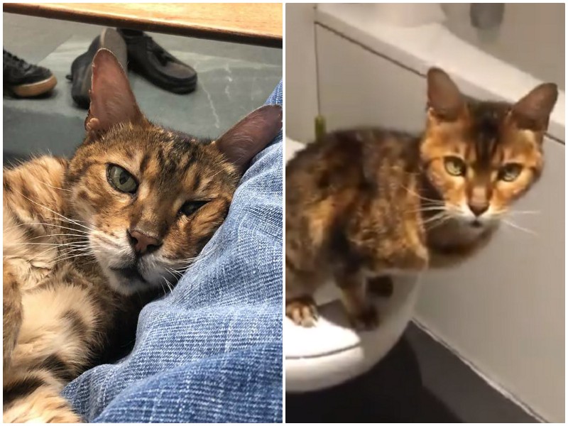 Смекалистый кот удивил хозяйку трюком с туалетом
