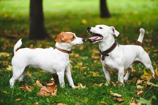 Собаки используют хвосты, чтобы общаться друг с другом