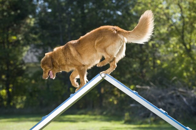 Собаки используют хвост для равновесия