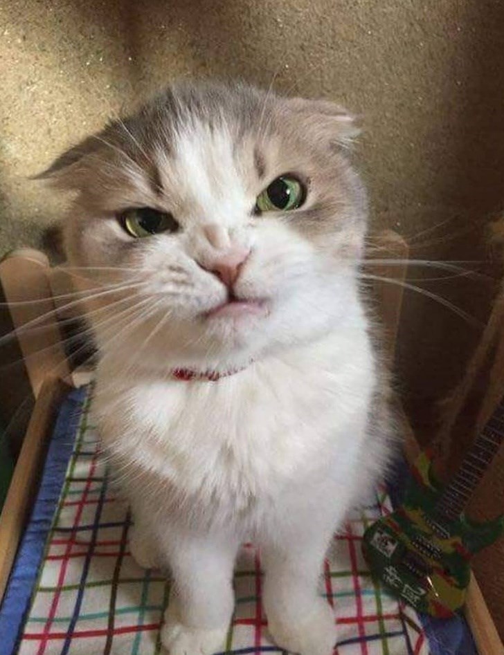 В Сети появилась новая сердитая кошка - и она очаровательно сварлива
