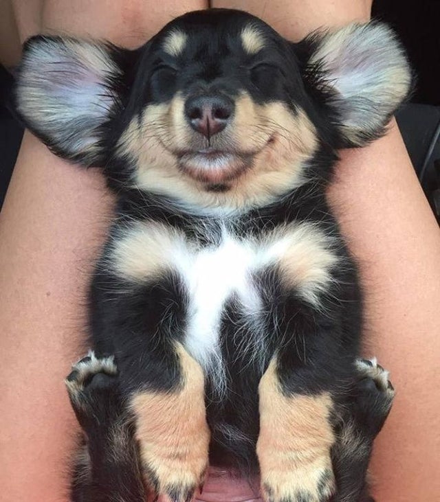 20 забавных фото щеночков, которые растопят любое сердце и заставят улыбнуться