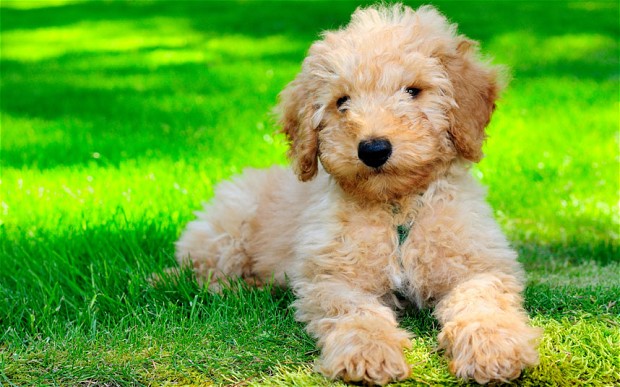 15 поразительных и самых неожиданных скрещенных пород собак
