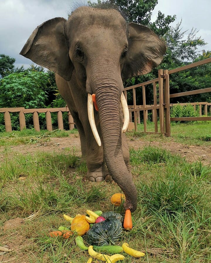 Аккаунт центра спасения слонов ярко рассказывает о жизни своих гигантских подопечных