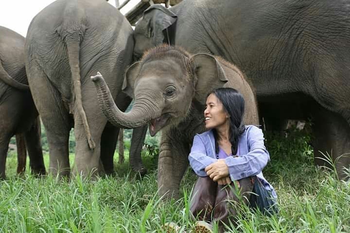 Аккаунт центра спасения слонов ярко рассказывает о жизни своих гигантских подопечных