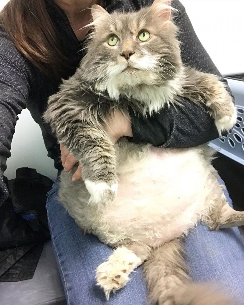 Покрытый колтунами тучный кот поразил волонтеров своими размерами