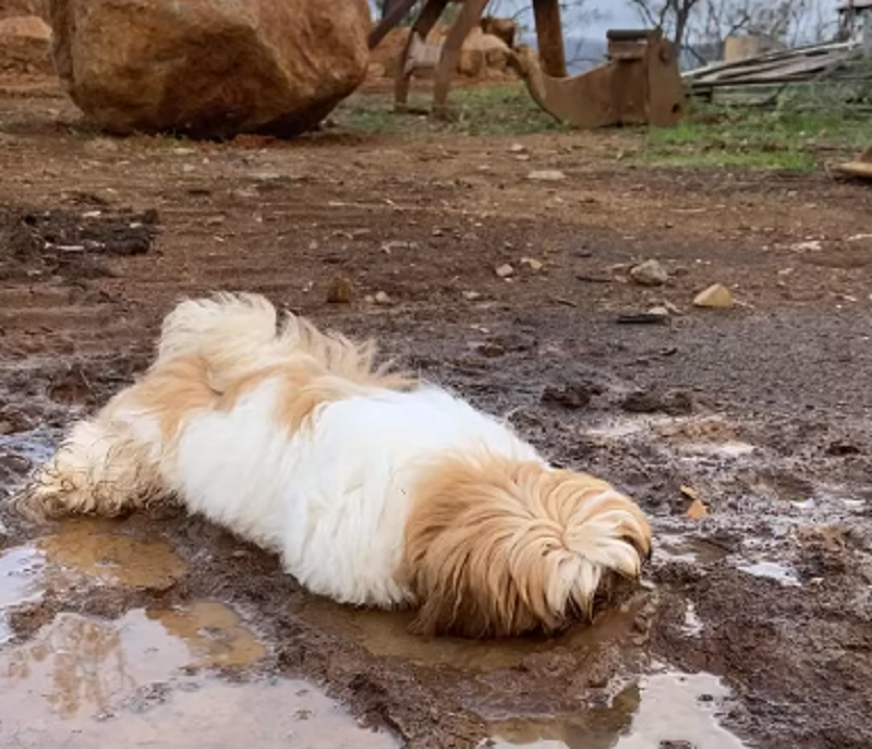 К ужасу хозяина пёс решил принять грязевые ванны