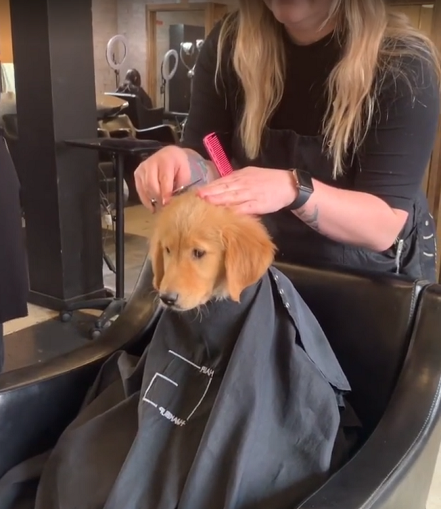 Девушка взяла щенка с собой в парикмахерскую, и он тоже оказался в кресле
