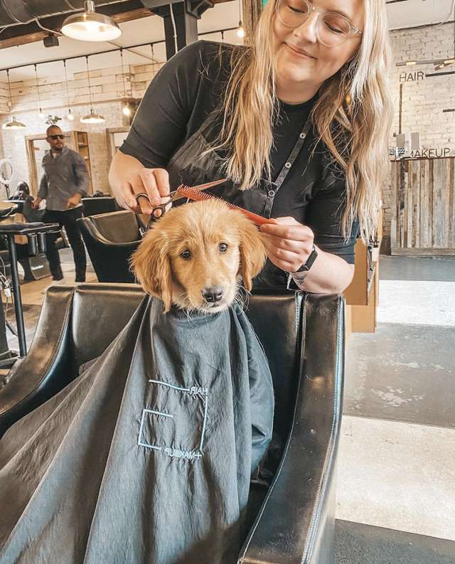 Девушка взяла щенка с собой в парикмахерскую, и он тоже оказался в кресле