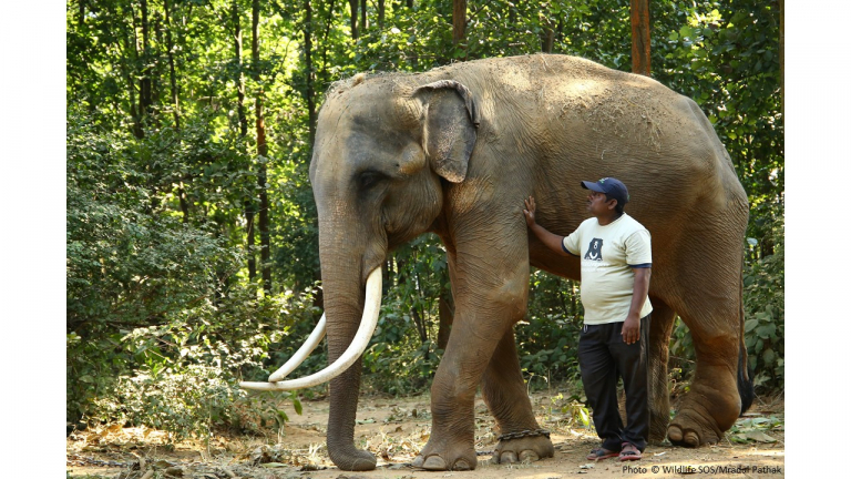 Молодой слон каждый день терпел невыносимую боль 