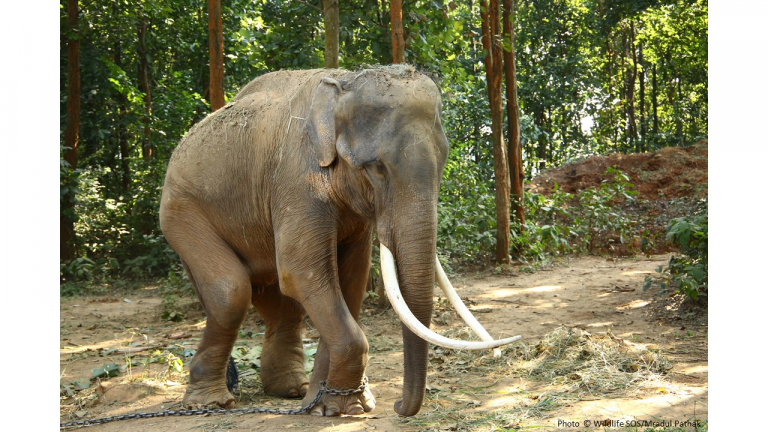 Молодой слон каждый день терпел невыносимую боль 