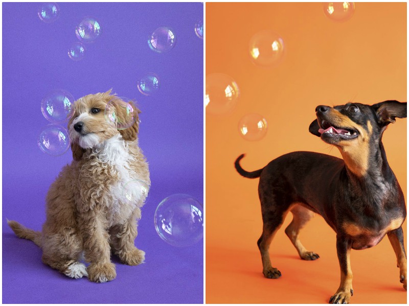 Фотограф показал, как собаки умеют радоваться мелочам