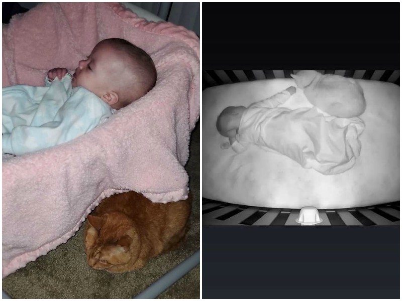 Хозяева решили узнать, что их кот делает по ночам в комнате новорожденной дочки 