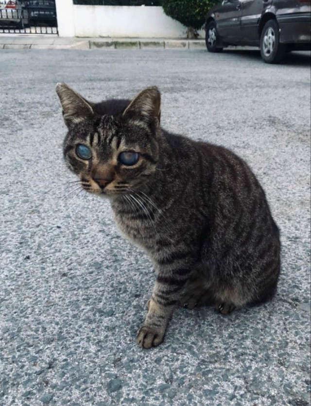 4. "Встретила этого волшебного кота на улицах Кипра"