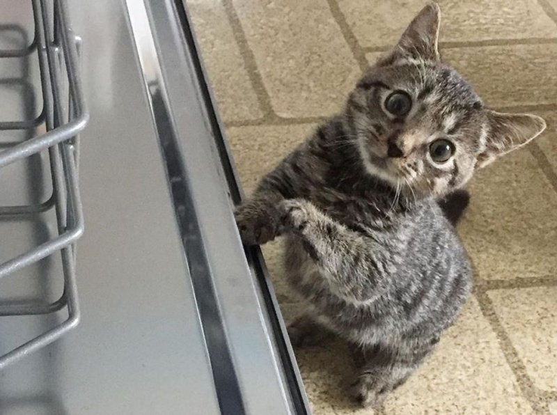 Хрупкий котенок весил всего 200 граммов, когда его нашли на улице