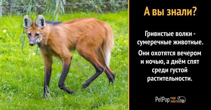 В Московском зоопарке родились редкие волки
