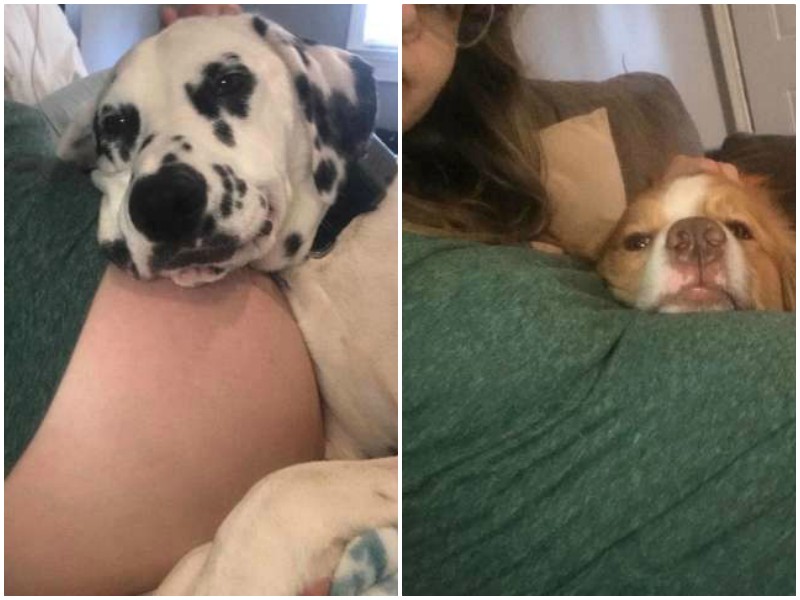 Чуткие собаки не отходят от своей беременной хозяйки