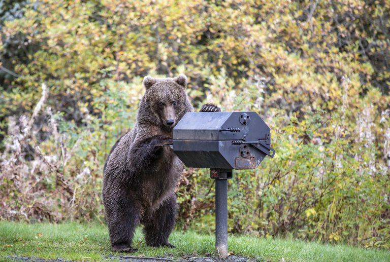 Голодные медведи на Аляске решили отведать барбекю 